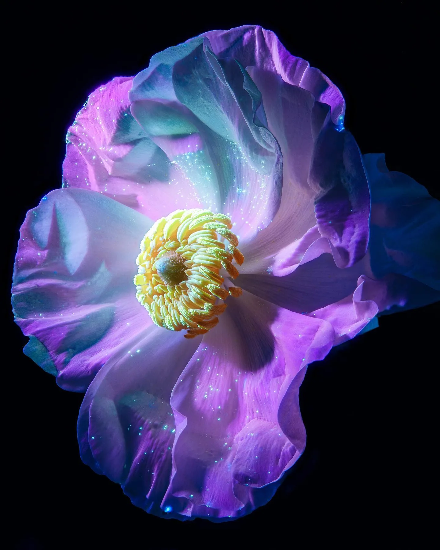 Tom Blachford 摄影作品 13