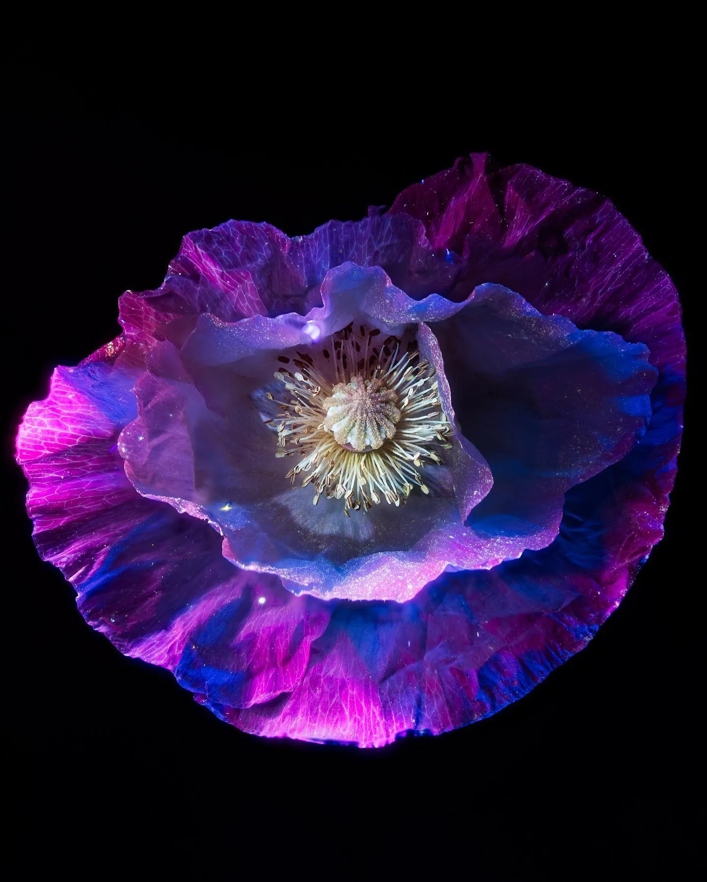 Tom Blachford 摄影作品 12