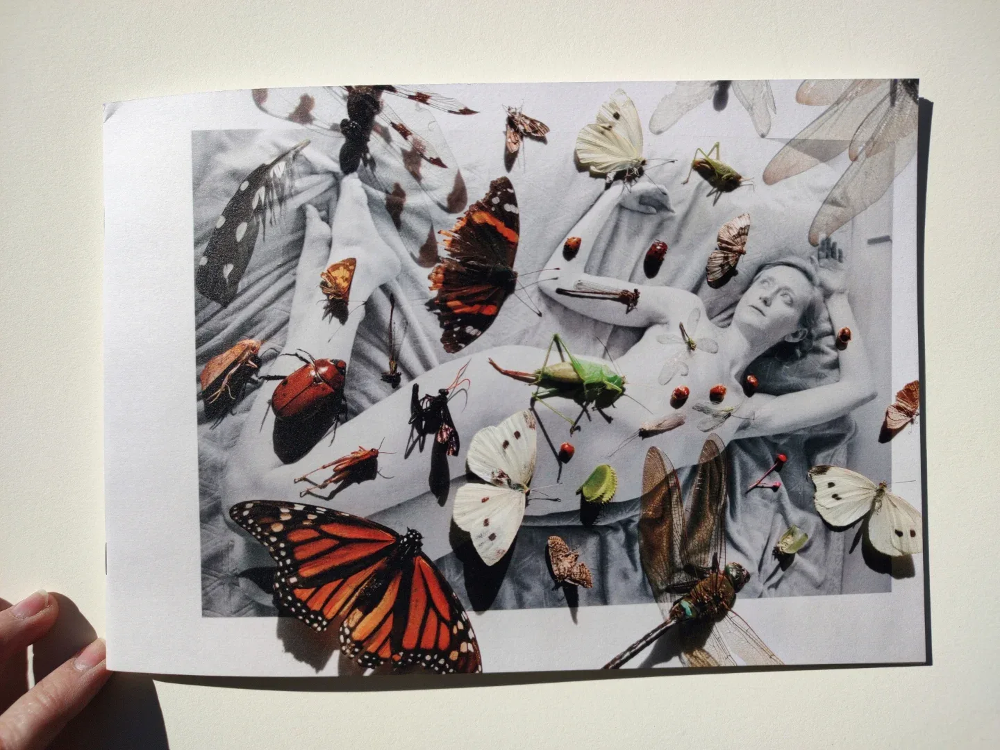 Jordanna Kalman 摄影作品 9