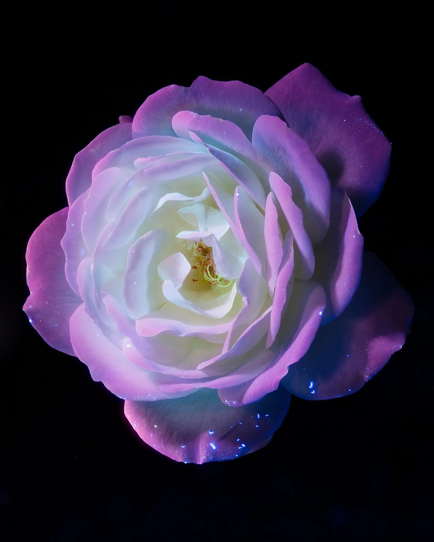 Tom Blachford 摄影作品 11