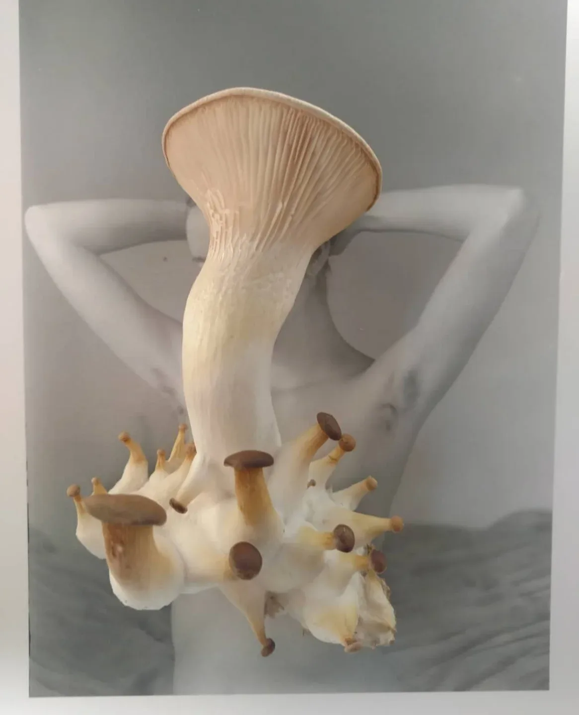 Jordanna Kalman 摄影作品 10