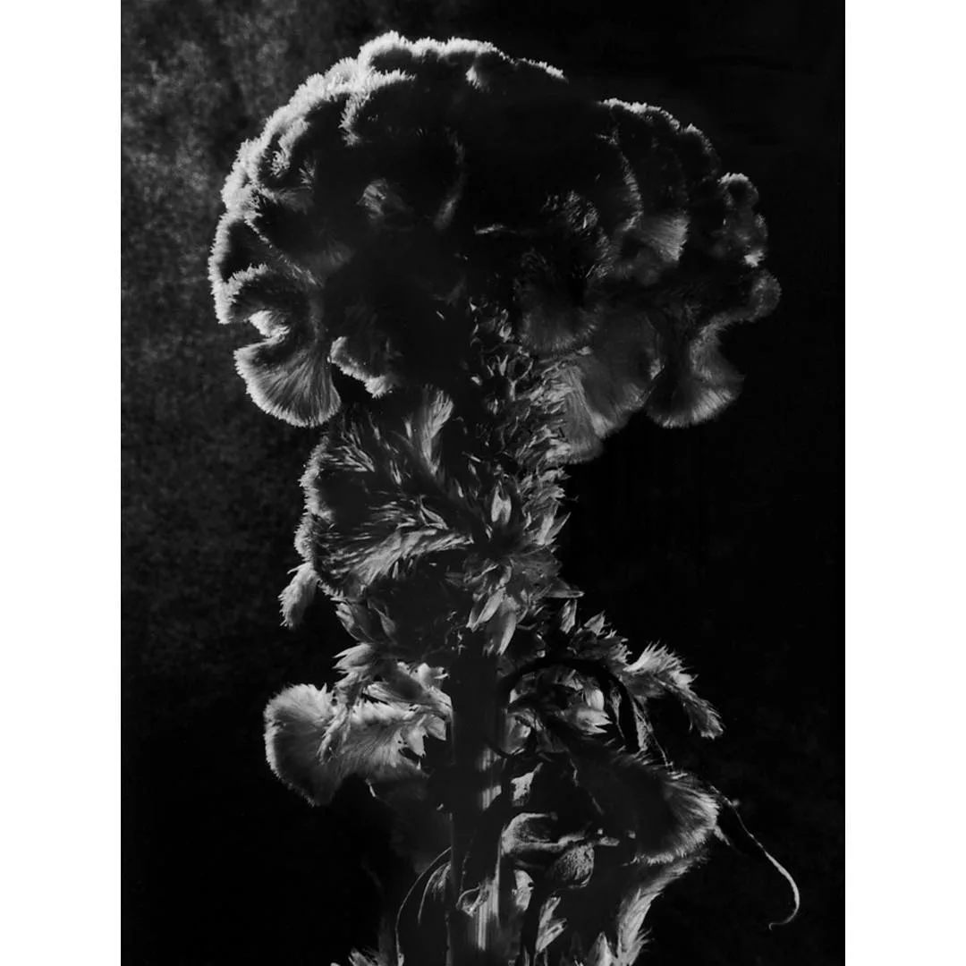 Kuoheng Huang 摄影作品 47
