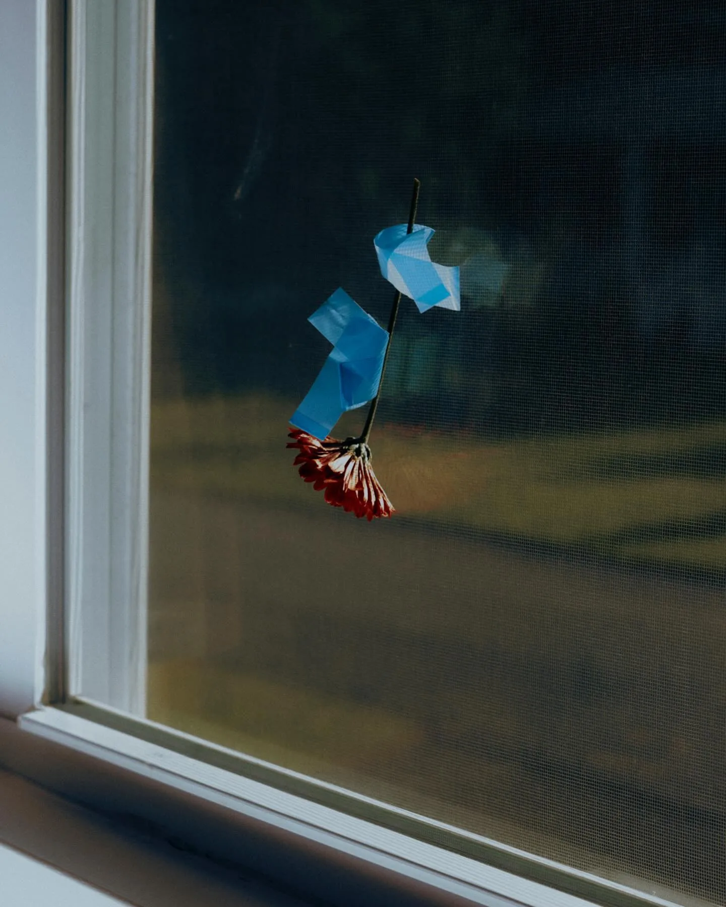 Cait Oppermann 摄影作品 27