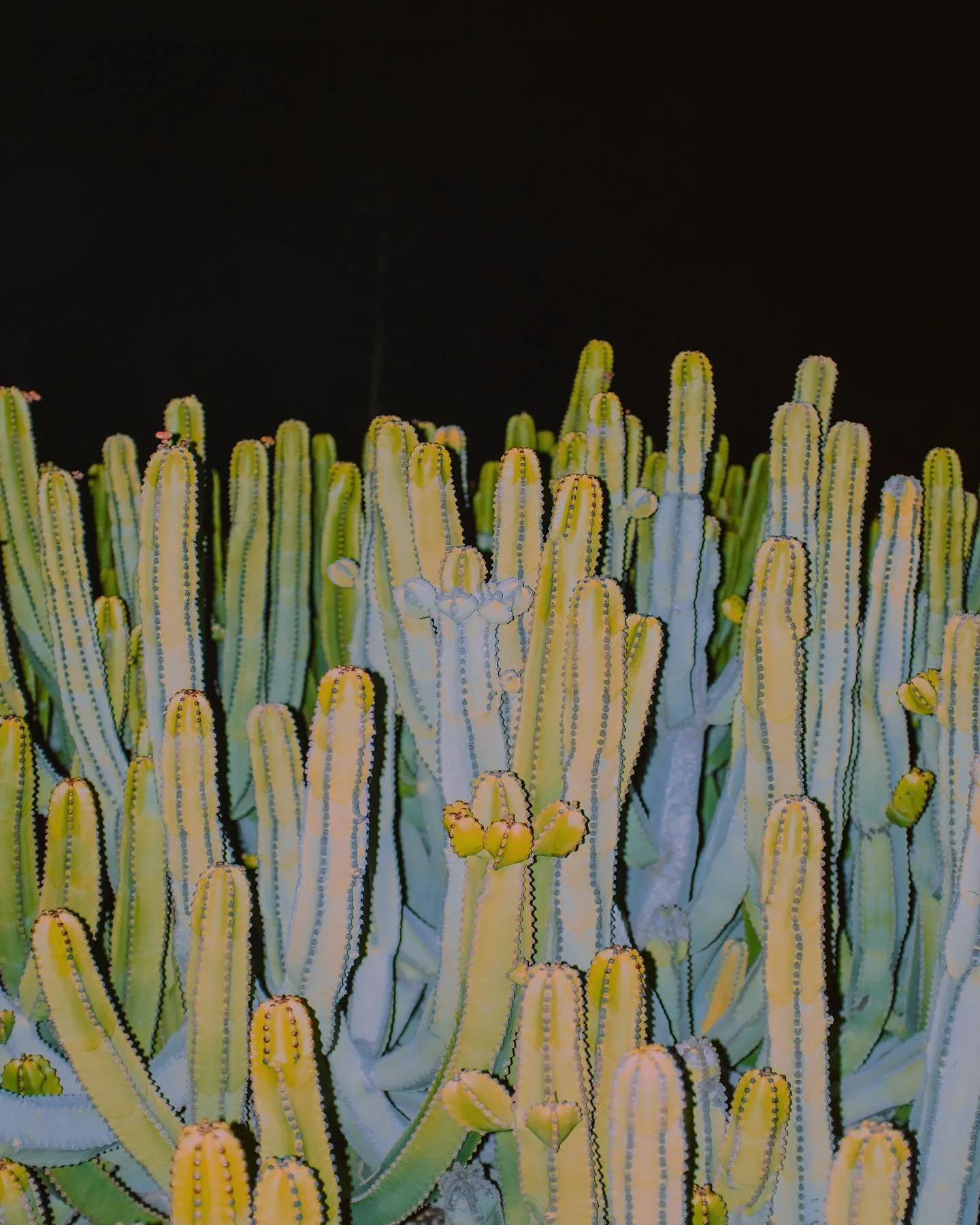 Letizia Le Fur 摄影作品 42