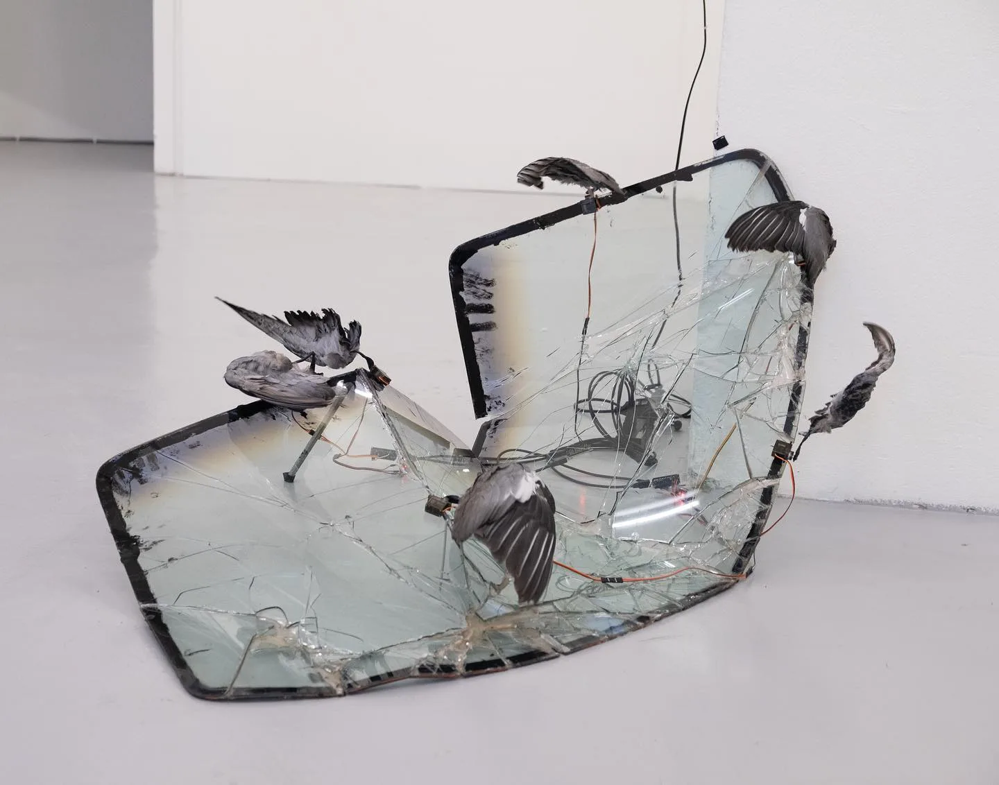 Hanna Antonsson 动物黑色幽默艺术摄影作品