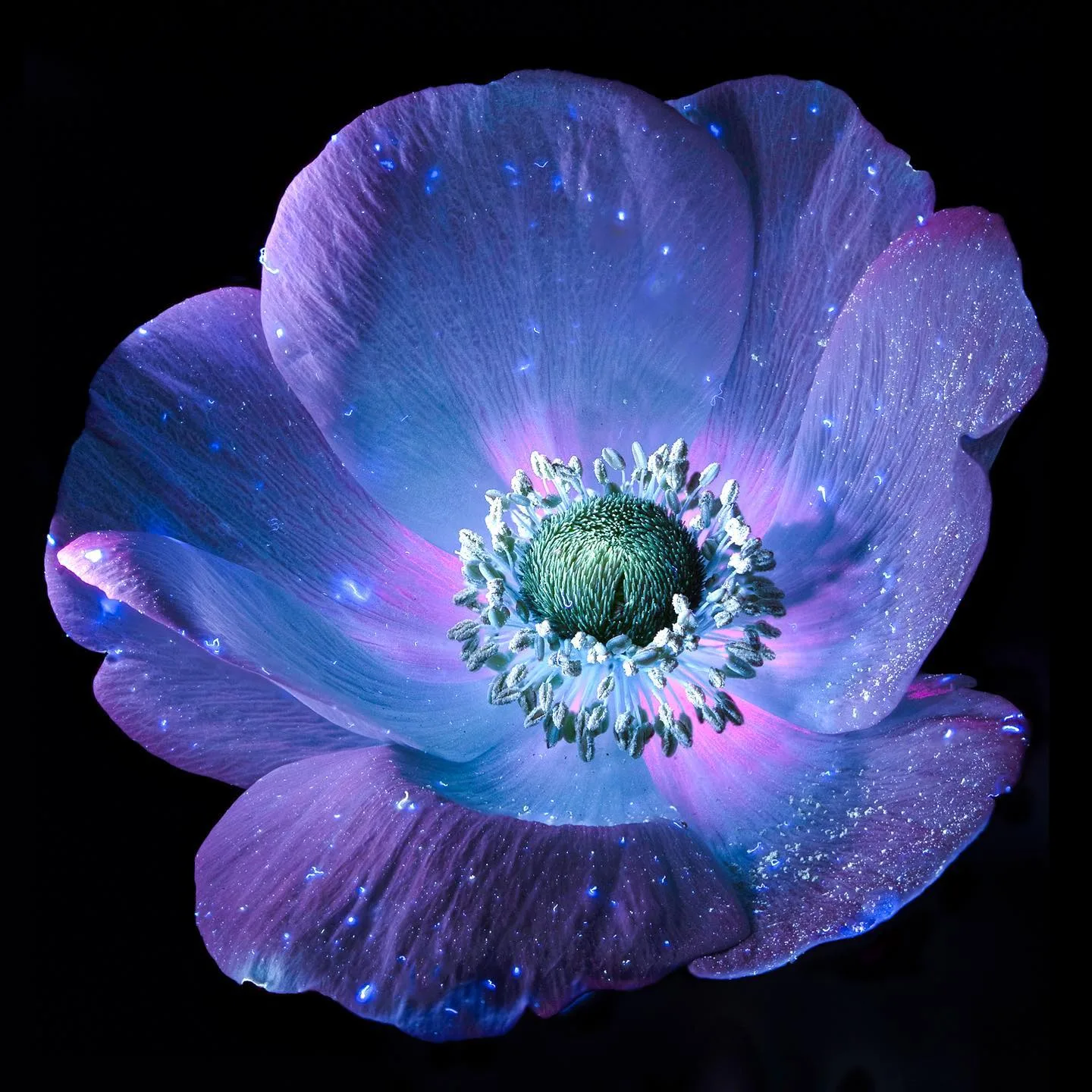 Tom Blachford 摄影作品 20